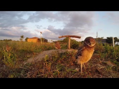Cute Baby Burrowing Owls