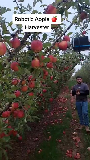 365_Field Demo Of Robotic Apple 🍎 Harvester Made By Ripe Robotics Australia #robotic | Jemma Machine
