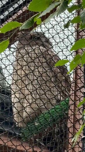 #shorts シマフクロウのココラくん 大森山動物園にて 2026年5月21日