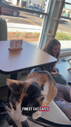 Mochi Kittos Cat Cafe Southern California — Visit & Adopt Cats