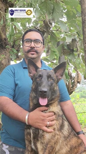 Transform Your Dog, Don’t Control Them | Positive Dog Training Guide