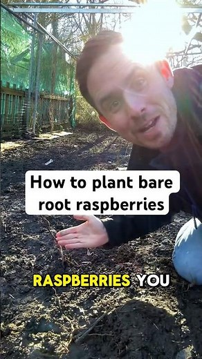 How to plant bare root raspberries #gardening