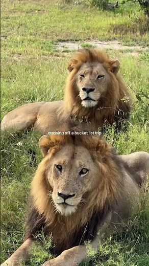My Bucket List Safari Experience #southafrica
