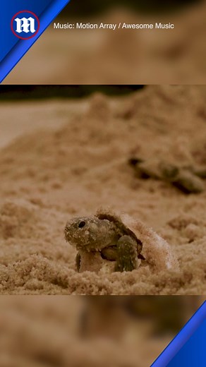 6.2K views · 221 reactions | Be free baby turtles!  | Daily Mail Video | Facebook