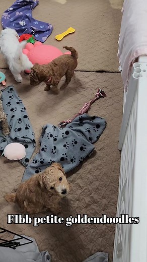 2.6K views · 38 reactions | Playtime! F1bb petite/mini goldendoodle Estimate weight 12-20lbs 5 1/2 weeks old Selection this weekend! | Country Trail Pups | Facebook