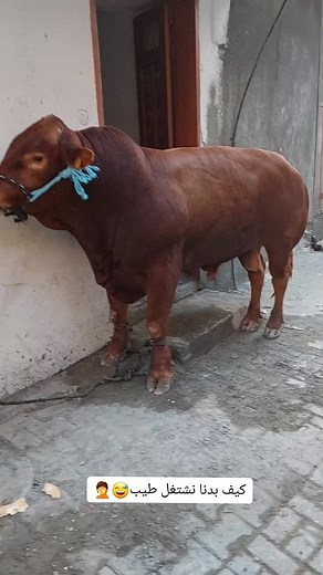 Mohammed Amra ב-TikTok