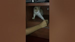 Best Funny Cat Videos 2021 Short