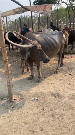 A huge horned buffalo stands with two calves. #buffalo #care #calf #bullfighting #cows | Bulls book