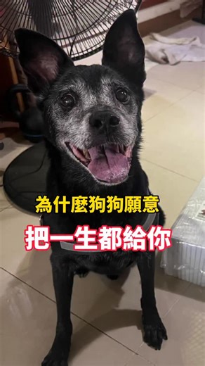 狗狗教會我們的事｜狗狗小百科｜新手養狗指南 on Instagram: "願每一隻狗狗🐶都能被好好留下❤️ 如果這篇能讓一個人改變想法⋯ 那就值得了☺️ #狗 #狗狗 #不棄養"