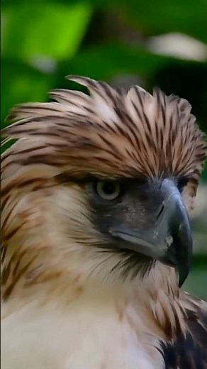 Philippine Eagle (Pithecophaga jefferyi) – Apex Predator of the Rainforest
