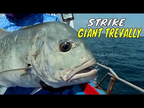Battle Fishing Sengit Di Perairan Sabang | MANCING MANIA STRIKE BACK (03/02/24) Part 1