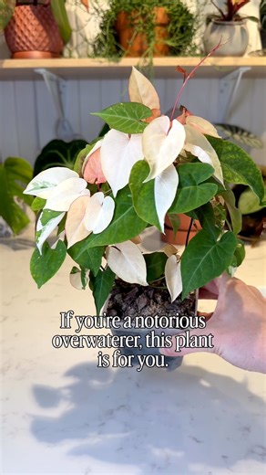 If you’re a notorious overwaterer, this plant is going to be your best friend! 💕 My variegated Fallopia Multiflora grows like crazy and puts out the prettiest bright pink foliage, but it also drinks nonstop. Rich living soil keeps the colors bold and the growth steady, but I’ve been watering this thing constantly. That’s why I’m moving it to a self watering pot. These planters keep the soil evenly moist without drowning the roots, and the plant takes water as it needs it. It’s perfect for fast 