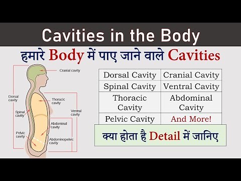 Cavities in the Human Body | Body cavity Anatomy