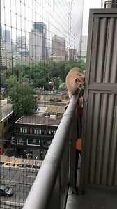 Cat rail walk on the 12th floor #catwalk