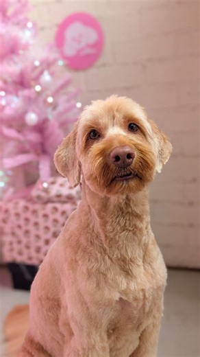 It's so hard to take photos of dogs! 🐶📸 They move, they wiggle, they blink — and it takes forever! But I still try my best to capture those cute moments for you ❤️ | Dog Grooming and Dog Grooming School by Nat