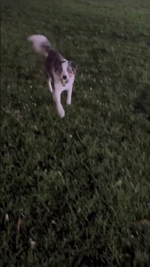 Adiccion # #music #colombia #travel #гидвколумбии #turismo #perros #amor #mascotas #animal #pelota