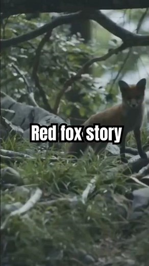 The Secret Life Of Red Foxes #RedFox #Wildlife #Nature #Hunting #AnimalBehavior #Shorts