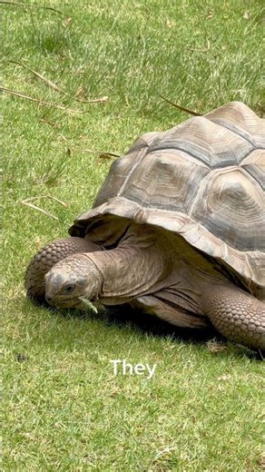 Amazing Facts About Turtles You Didn't Know! 🐢