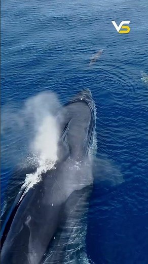This Whale Is Longer Than a Bowling Lane! 😱 (Second largest animal) #amazingfacts #youtubeshorts