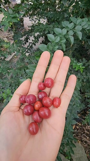 Tumben nemu jeruk mini, kata yg punya Eka Damayanti namanya jeruk kingkit 😁 #buahunik | Gusti Ayu Trihandayani