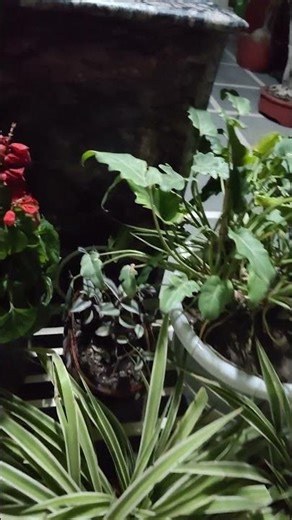 New Addition to Terrace Garden #shorts