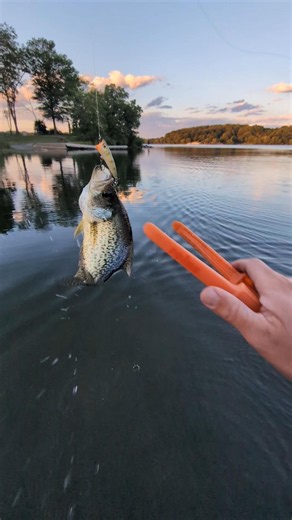 Crappie hitting Rapala Ultralight Popper Fishing Lure