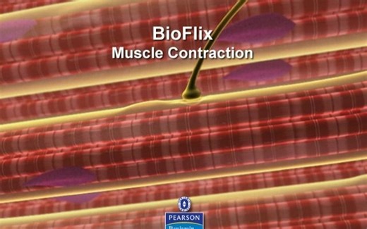 Muscle Contraction 肌肉收缩 坎贝尔生物学 Campbell Biology