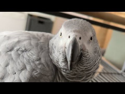 Gizmo the Grey Bird is live!