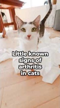 The Little Known Signs Of Arthritis In Cats
