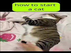How To Start A Cat (VIDEO)
