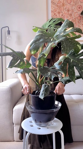 My favourite Monstera Thai Constellation Watering Timelapse. Did you know they moved this much? . . . #monsterathaiconstellation #timelapsevideo #bottomwateringplants #variegatedplants #monstera #plantlovers #plantsmakepeoplehappy #houseplants #timelapse | Passthatplant