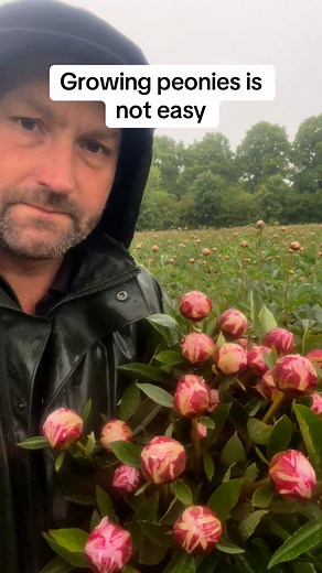 Growing Peonies is not easy | Petite Peonys