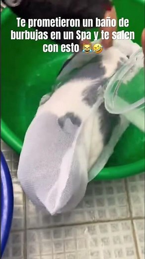 Cuando te mienten descaradamente 😹🤣 #viralvideo #funny #cat #gatos