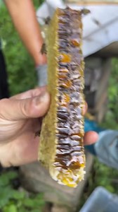 Pulling Out a Honeycomb! 🍯🐝 | Q Bee
