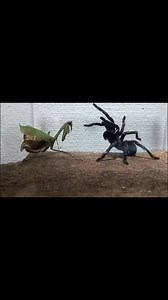 129K views · 1K reactions | #mantis vs #tarantula | Pelea de insectos 2.0 | Facebook