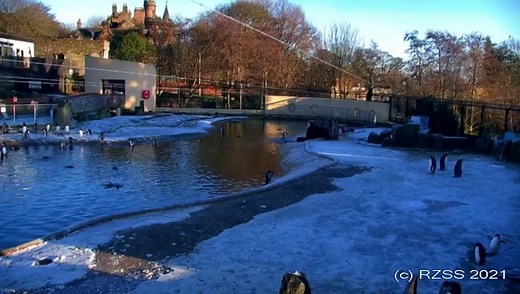 CAM you believe it... you can see what our pandas, lions, tigers, koalas cheeky penguins are up to on our LIVE webcams 24 hours a day ➡️bit.ly/EZPenguinCam 🐧 Learning at home? 🎒 You can book a VIRTUAL TOUR of the zoo, suitable for all ages ➡️learning.rzss.org.uk/ | Edinburgh Zoo