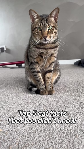 Discover 5 Unique Cat Facts You Didn't Know!