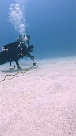 Ribbon eel