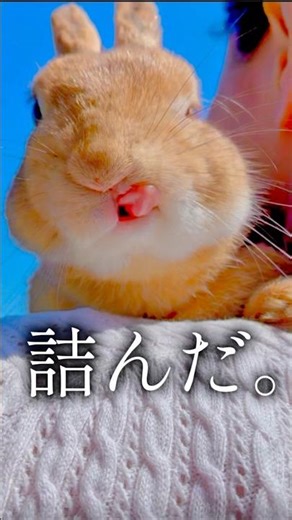 【悲報】20cmの高さで完全に詰んだウサギの末路 #うさぎ #shorts