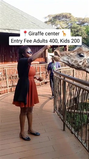 📍 Giraffe center. Here you'll enjoy feeding giraffes. I recommend visiting on weekdays or morning hours during weekends. #giraffecentrenairobi