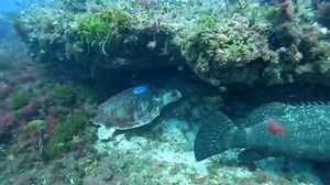 Looks like Dilly Dally made a new friend!🐟 The subadult loggerhead was released on June 4 after treatment at LMC, and was spotted recently off the coast of Jupiter with a large grouper! You can see that Dilly Dally is using the reef shelf for shelter. This is a common behavior for resting turtles. Be sure to swim along with Dilly Dally via our satellite tracker. Click this link to track them: https://bit.ly/4jHqamQ #seaturtlehospital #seaturtle #lmc #loggerheadseaturtle #loggerheadmarinelifecen