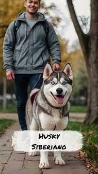 Dogs that attract a lot of attention during walks!