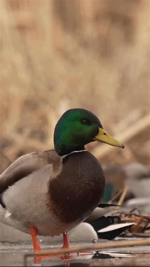 10K views · 2.7K reactions | Mallards depart breeding areas in September or October depending on latitude. They arrive in winter areas from October through December. Mallards often winter as far north as open water exists and may move south during extended periods of ice and snow cover but return north if ice and snow melt during winter warm periods. : @matthewryancreative #ducksunlimited #waterfowl #conservation #outdoors #ducks #du | Ducks Unlimited | Facebook