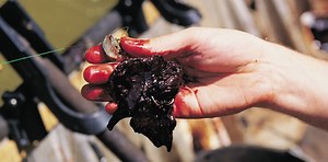 The Best Home Catfish Blood Bait Brews - In-Fisherman