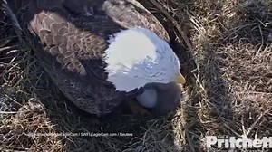 Banning DDT has saved bald eagles! | Animal Planet