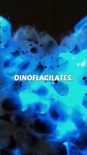 DINOFLAGILATES#science