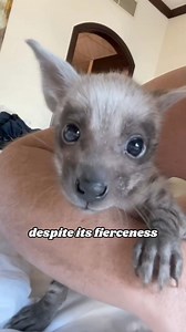 So cute #hyena #cute #healing #story #usa #foryou #tiktok #animals #usa #uk #fyp #dog Loveanimals. | loveanimals60s