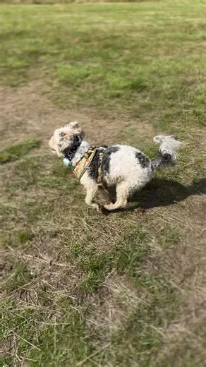 Completely obsessed 😍 #cavachon #cavachonsoftiktok #cavachoncutie #cavachons #cavachonsofinstagram