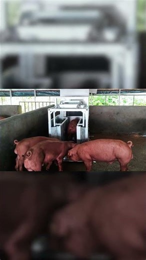 Pig Performance Testing Station: #pig #intelligentfarming #farming #machine #pigfarming