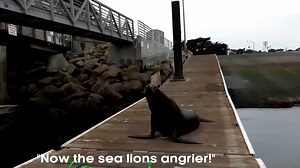 18K views · 130 reactions | Chased By Angry Sea Lion - Blue Planet II Behind The Scenes | Tune Channel | Facebook
